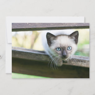 Cartão De Agradecimento Bebês Mais Pobres   Siamese Kitten 2