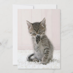 Cartão De Agradecimento Bebês Mais Pobres   Tabby Kitten De Licença