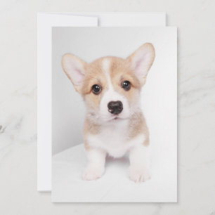 Cartão De Agradecimento Bebês Mais Pobres Tiny Corgi
