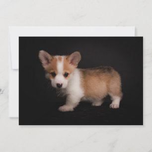 Cartão De Agradecimento Bebês Mais Pobres   Tiny Corgi