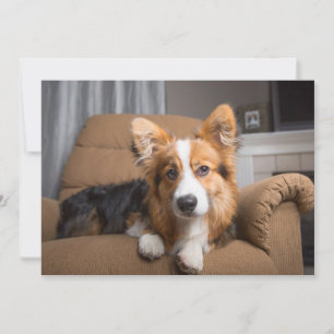 Cartão De Agradecimento Bebês Mais Pobres   Torneiras de Corgi de Cabelo L