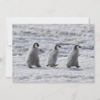 Bebês Mais Pobres | Três Pintinhos Imperadores de 