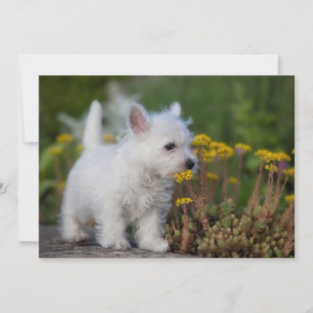 Cartão De Agradecimento Bebês Mais Pobres | West Highland White Terrier (Frente)