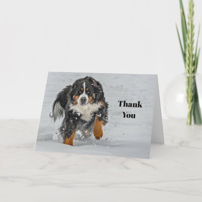 Cartão De Agradecimento Bernese Mountain Dog Snow Photo (Frente)