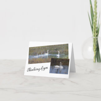 Cartão De Agradecimento Birds of a Feather Blank Note Cards