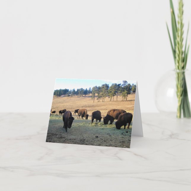 Cartão De Agradecimento Bison no Colorado (Frente)