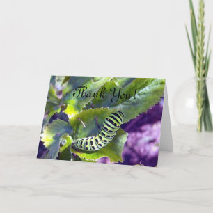 Cartão De Agradecimento Black Swallowtail Caterpillar 2 Greeting Card