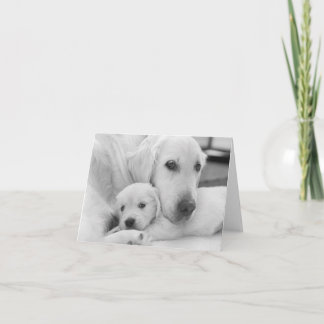 Cartão De Agradecimento Blank Greeting Card