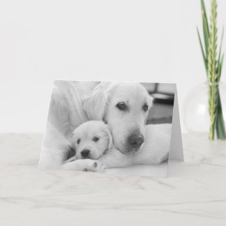 Cartão De Agradecimento Blank Greeting Card