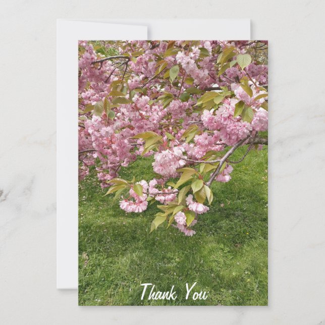 Cartão De Agradecimento Blossom de Cereja Rosa do Jardim Japonês de Buffal (Frente)