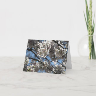 Cartão De Agradecimento Blossomas de Cereja Iluminados
