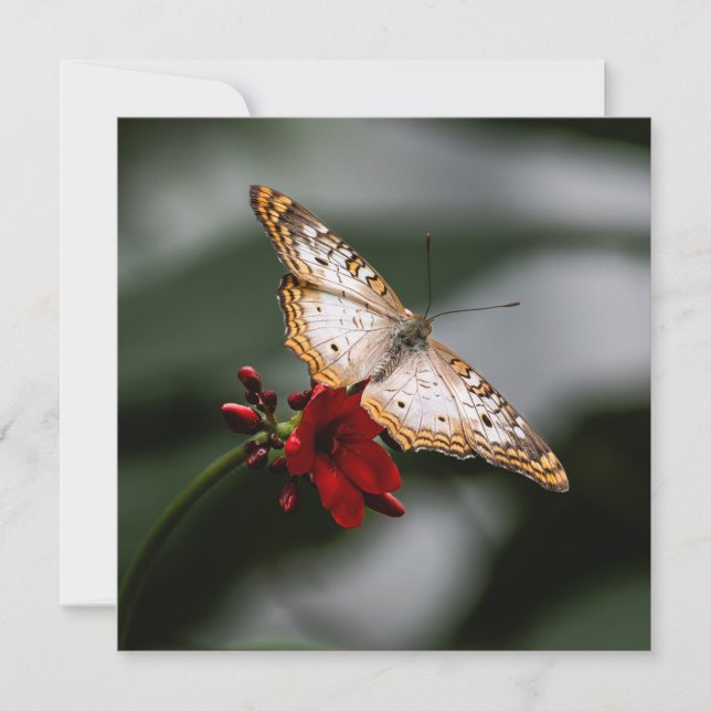 Cartão De Agradecimento Borboleta Obrigado (Frente)
