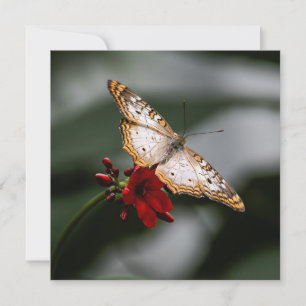 Cartão De Agradecimento Borboleta Obrigado