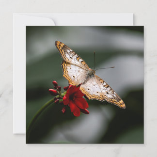 Cartão De Agradecimento Borboleta Obrigado
