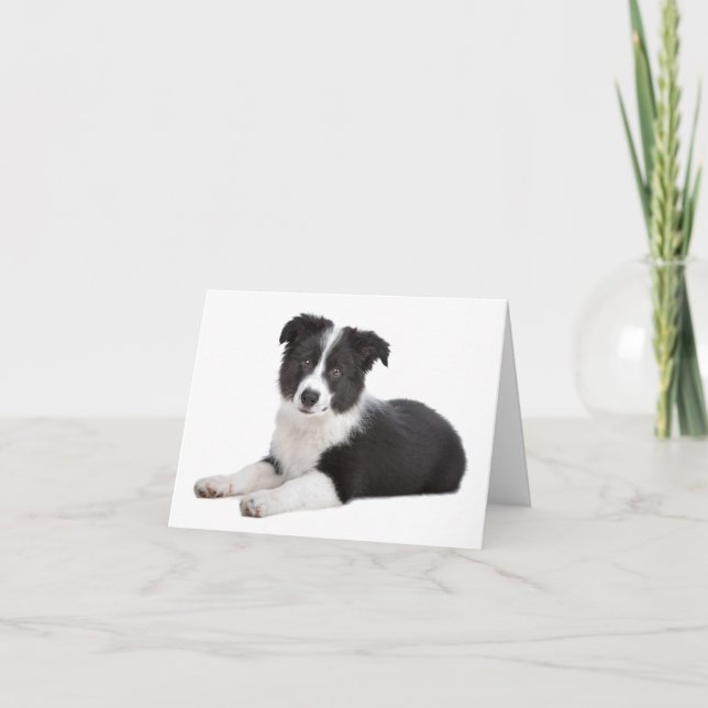 Cartão De Agradecimento Border Collie Puppy Dog Blank Note Card (Frente)