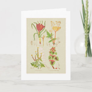 Cartão De Agradecimento Botanical Illustration from Plate I