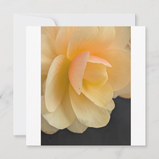 Cartão De Agradecimento Buttery Begonia Note Card (Frente)