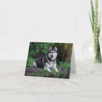 Cachorro De Cachorro Siberiano - Olá, Amor, Obriga