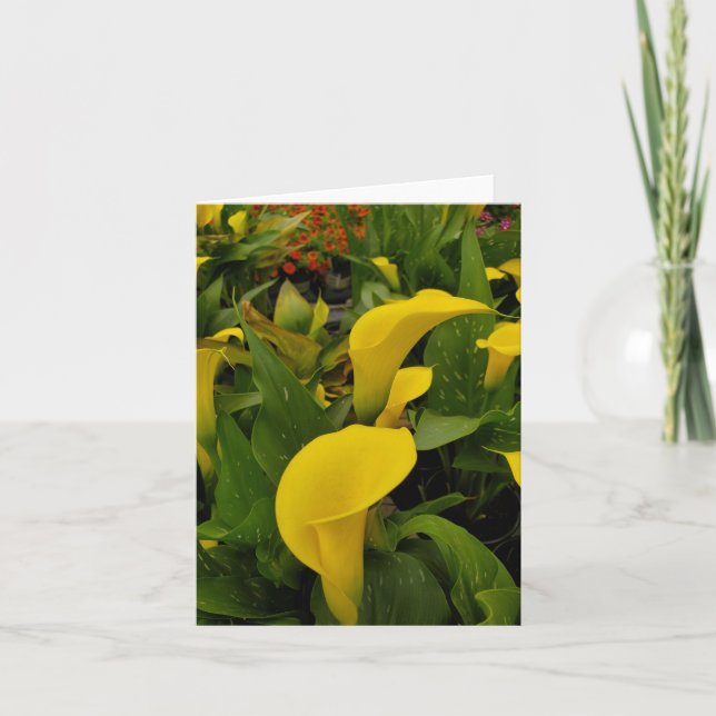 Cartão De Agradecimento Calla Lily (Frente)