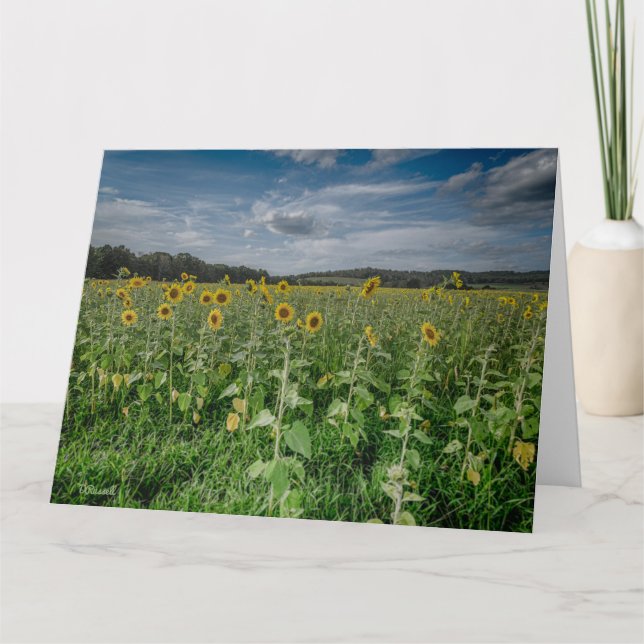 Cartão De Agradecimento Campo de girassol (Frente)