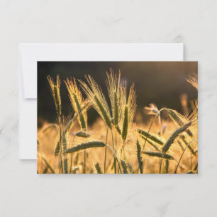 Cartão De Agradecimento Campos de Trigo Fresco Frarm