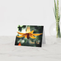 Canadiano Lily Flower Obrigado