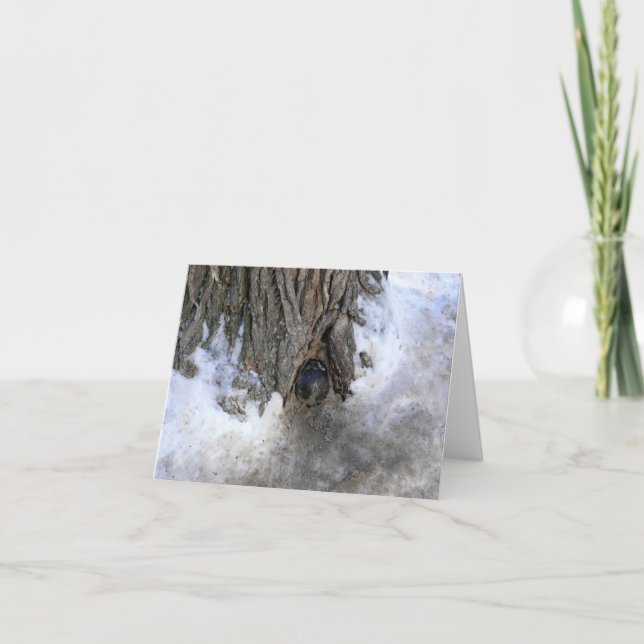 Cartão De Agradecimento Cannonball Tree, Cidade Velha do Quebec, Quebec, C (Frente)