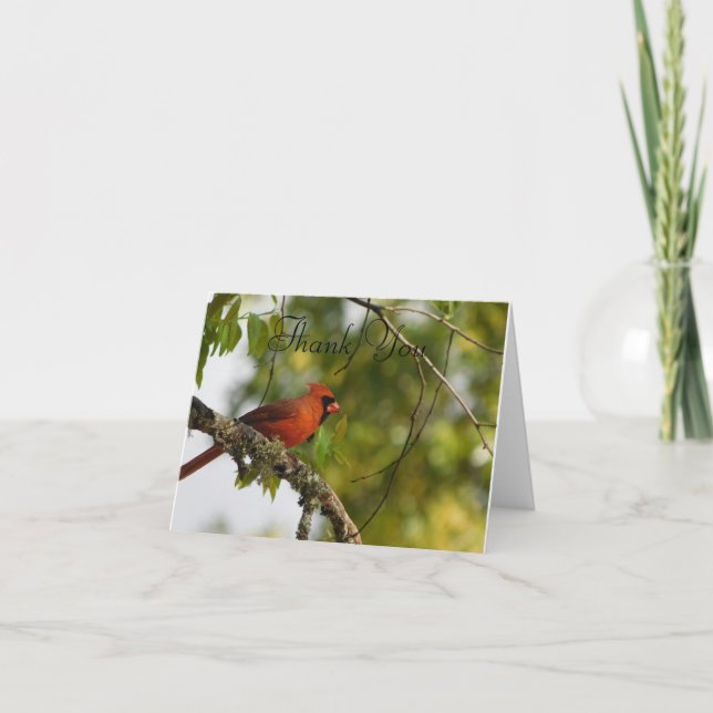 Cartão De Agradecimento Cardeal Na Primavera FL (Frente)