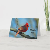 Cardeal Vermelho bonito