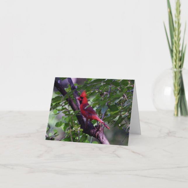 Cartão De Agradecimento Cardinal (Frente)