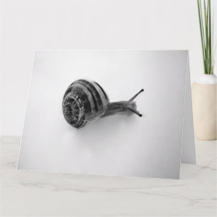 Cartão De Agradecimento Cartão-postal Snail