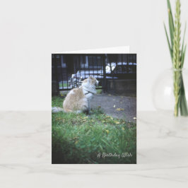 Cartão De Agradecimento Cat Birthday Wish