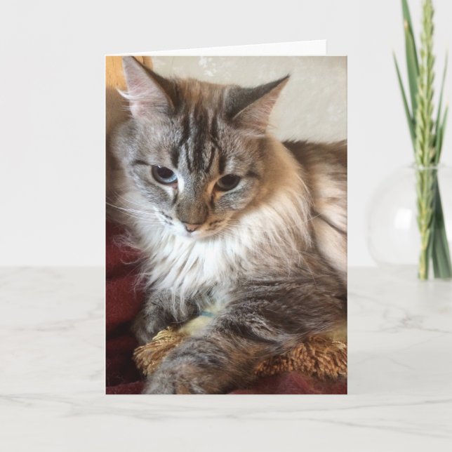 Cartão De Agradecimento Cat greeting card (Frente)