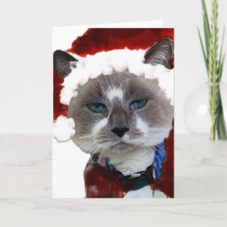 Cartão De Agradecimento Cat Santa Claws Christmas Maureen Girard Blue Eye 