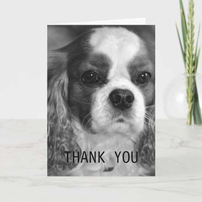 Cartão De Agradecimento Cavalier King Charles Spaniel Thank You Card (Frente)