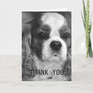 Cartão De Agradecimento Cavalier King Charles Spaniel Thank You Card