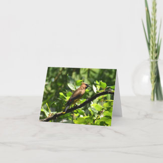 Cartão De Agradecimento Cedar Waxwing Nº 1 - Placa de Nota de Vazio