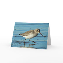 Cena de Praia - Dunlin