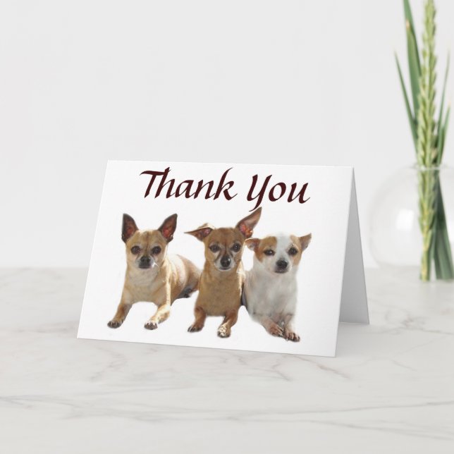 Cartão De Agradecimento Chihuahua Trio Thank You Card (Frente)
