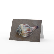 Conch Shell na Praia