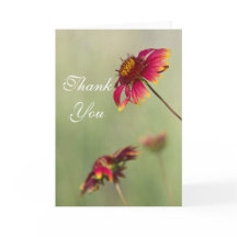 Cone Flowers começando a florescer Obrigado.