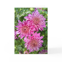 Crisântemos Rosa-Roxo com Gotículas de Chuva