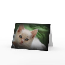 Cute Kitten 5x7 photo greeting card blank inside