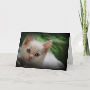 Cartão De Agradecimento Cute Kitten 5x7 photo greeting card blank inside