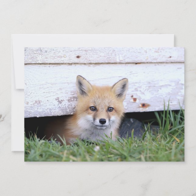 Cartão De Agradecimento Cutest Baby Animals | Red Fox Kit Peeking (Frente)