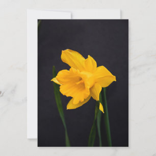 Cartão De Agradecimento Daffodil Amarelo