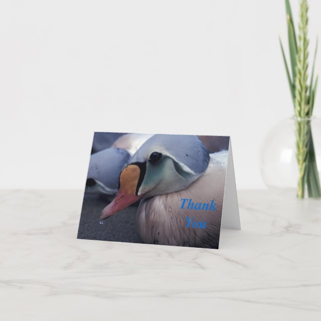 cartão de agradecimento do macho do eider-real (Frente)