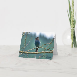 Cartão de agradecimento do Steller Jay