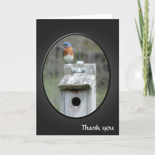 Cartão De Agradecimento Eastern Bluebird