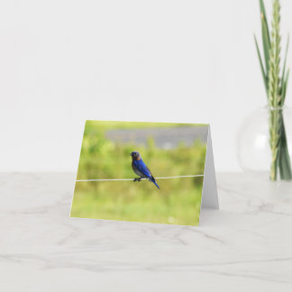 Cartão De Agradecimento Eastern Bluebird #1 - Blank Note Card